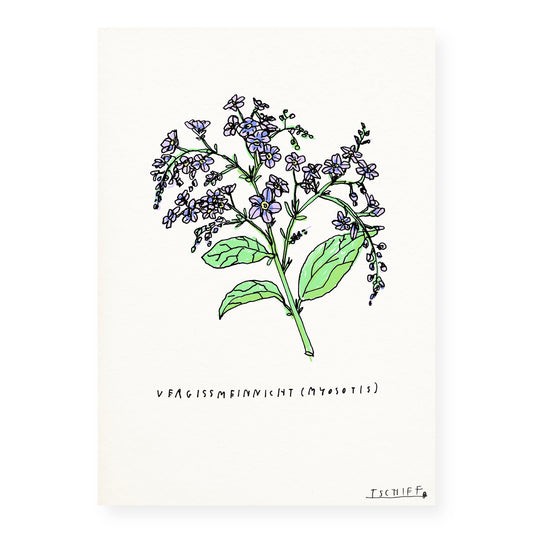 MYOSOTIS [PRINT]